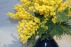 Файл=mimoza~0.jpg
Объём=213KB
Размеры=1000x669
Дата=Март 10, 2009 mimoza~0.jpg