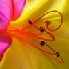 Файл=mirabilis2.jpg
Объём=103KB
Размеры=700x700
Дата=Окт 02, 2008 mirabilis2.jpg
