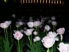 Файл=nite~0.jpg
Объём=199KB
Размеры=800x600
Дата=Май 05, 2008 nite~0.jpg