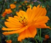 Файл=orange~0.jpg
Объём=158KB
Размеры=800x686
Дата=Сент 13, 2008 orange~0.jpg