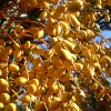 Файл=oranges.jpg
Объём=167KB
Размеры=700x700
Дата=Нояб 12, 2008 oranges.jpg