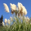Файл=pampas.jpg
Объём=210KB
Размеры=700x700
Дата=Нояб 12, 2008 pampas.jpg