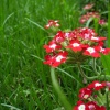 red_green.jpg