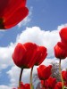 Файл=red_tulip.jpg
Объём=120KB
Размеры=600x800
Дата=Апр 25, 2007 red_tulip.jpg