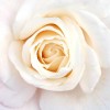 rose.jpg