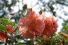 Файл=roses~0.jpg
Объём=227KB
Размеры=1024x685
Дата=Июнь 05, 2009 roses~0.jpg