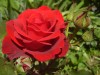roses.jpg