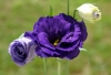 Файл=roza~0.jpg
Объём=94KB
Размеры=900x616
Дата=Июль 21, 2009 roza~0.jpg