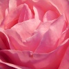 Файл=roza-roza.jpg
Объём=115KB
Размеры=700x700
Дата=Окт 17, 2008 roza-roza.jpg