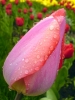 Файл=rozovoe.jpg
Объём=183KB
Размеры=600x800
Дата=Апр 17, 2009 rozovoe.jpg