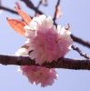 Файл=sakura.jpg
Объём=90KB
Размеры=800x804
Дата=Март 31, 2010 sakura.jpg