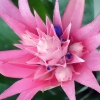 Файл=starpink.jpg
Объём=149KB
Размеры=700x700
Дата=Фев 26, 2009 starpink.jpg