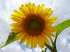 sun~0.jpg