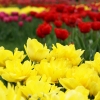 Файл=svechenie.jpg
Объём=207KB
Размеры=900x900
Дата=Апр 15, 2009 svechenie.jpg