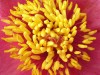 Файл=tichinka.jpg
Объём=206KB
Размеры=800x600
Дата=Апр 29, 2007 tichinka.jpg