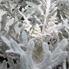 Файл=tsinnarium.jpg
Объём=216KB
Размеры=700x700
Дата=Окт 01, 2008 tsinnarium.jpg