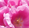 Файл=tulip.jpg
Объём=229KB
Размеры=1000x945
Дата=Март 15, 2011 tulip.jpg