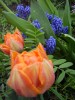 Файл=tuliporang.jpg
Объём=183KB
Размеры=600x800
Дата=Май 03, 2007 tuliporang.jpg
