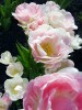 Файл=tuliproze.jpg
Объём=191KB
Размеры=600x800
Дата=Апр 28, 2007 tuliproze.jpg