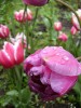 Файл=tuliprozes.jpg
Объём=203KB
Размеры=600x800
Дата=Май 03, 2007 tuliprozes.jpg