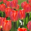 Файл=tulips.jpg
Объём=248KB
Размеры=900x900
Дата=Апр 11, 2009 tulips.jpg