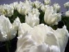 Файл=tulipvais.jpg
Объём=173KB
Размеры=800x600
Дата=Апр 28, 2007 tulipvais.jpg