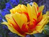 Файл=tulipzh.jpg
Объём=173KB
Размеры=800x600
Дата=Апр 28, 2007 tulipzh.jpg