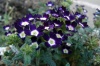 Файл=verbena2.jpg
Объём=142KB
Размеры=800x533
Дата=Окт 02, 2008 verbena2.jpg