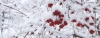 Файл=zima1.jpg
Объём=426KB
Размеры=2000x761
Дата=Апр 11, 2012 zima1.jpg