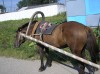 Файл=редкая_марка.JPG
Объём=845KB
Размеры=2288x1712
Дата=Авг 19, 2007 редкая_марка.JPG