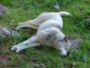 Файл=belka_ustala.jpg
Объём=1459KB
Размеры=2816x2120
Дата=Июль 26, 2006 belka_ustala.jpg