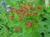 Файл=flowers1.jpg
Объём=1330KB
Размеры=2048x1536
Дата=Июль 26, 2006 flowers1.jpg
