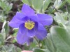 Файл=flowers5.jpg
Объём=776KB
Размеры=2288x1712
Дата=Июль 26, 2006 flowers5.jpg