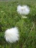 Файл=hlopok.jpg
Объём=272KB
Размеры=1536x2048
Дата=Июль 26, 2006 hlopok.jpg