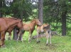 Файл=little_horses.jpg
Объём=892KB
Размеры=2288x1712
Дата=Июль 26, 2006 little_horses.jpg