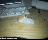 Файл=PIC21019.GIF
Объём=110KB
Размеры=344x286
Дата=Окт 13, 2006 PIC21019.GIF