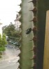 Файл=fliege.jpg
Объём=8KB
Размеры=250x349
Дата=Авг 21, 2006 fliege.jpg