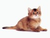 nahodki-1154136714_i_2406_full.jpg