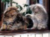 nahodki-1154136751_i_6526_full.jpg