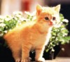 nahodki-1154136823_i_7906_full.jpg