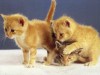 nahodki-1154136869_i_8733_full.jpg