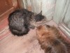 Файл=PICT0230.JPG
Объём=709KB
Размеры=1600x1200
Дата=Сент 01, 2006 PICT0230.JPG