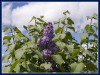 Файл=_ICT4954.jpg
Объём=195KB
Размеры=1024x768
Дата=Авг 04, 2006 _ICT4954.jpg