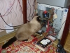 Файл=DesuCOMP1.jpg
Объём=999KB
Размеры=1600x1200
Дата=Дек 20, 2009 DesuCOMP1.jpg