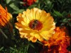 Файл=IMG_7265.jpg
Объём=94KB
Размеры=787x591
Дата=Сент 04, 2006 IMG_7265.jpg