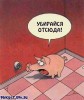 Файл=prikols_com_ru_19p.jpg
Объём=27KB
Размеры=321x380
Дата=Нояб 12, 2006 prikols_com_ru_19p.jpg