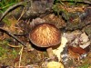 Файл=DSC00523_1.jpg
Объём=848KB
Размеры=1600x1200
Дата=Сент 19, 2006 DSC00523_1.jpg