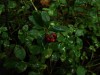 Файл=DSC00574_1.jpg
Объём=473KB
Размеры=1600x1200
Дата=Сент 19, 2006 DSC00574_1.jpg