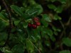 Файл=DSC00582_1.jpg
Объём=404KB
Размеры=1600x1200
Дата=Сент 19, 2006 DSC00582_1.jpg