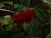 Файл=DSC00636_1.jpg
Объём=406KB
Размеры=1600x1200
Дата=Сент 19, 2006 DSC00636_1.jpg